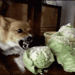 Cynthia Johnston Photo 10