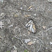 Elizabeth Stump Photo 24