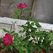 Esther Rose Photo 20