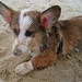 Sandy Roos Photo 15