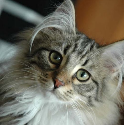 Julia Mcqueen Photo 10