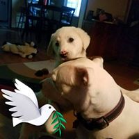 Deborah Courtney Photo 10