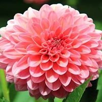 Paulette Davidson Photo 5