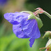 Deborah Wilder Photo 9