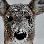 Timothy Collins Photo 26 Timothy Collins Photo 26