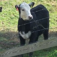 Sherry Morris Photo 19