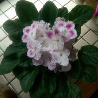Patricia Mcclung Photo 13