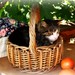 Frank Delany Photo 12