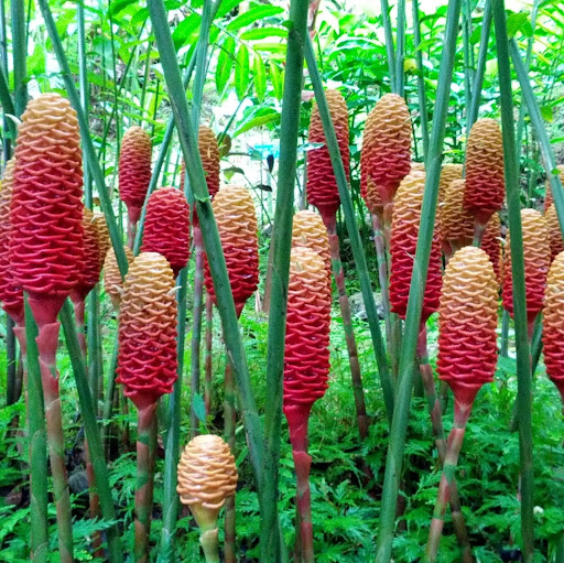 Donna Ryan Photo 24 Donna Ryan Photo 24