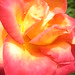 Rose Mayo Photo 28