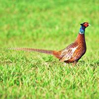 Craig Hammond Photo 24