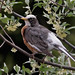 Robin Michael Photo 43
