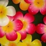 Peiling Tsai Photo 6