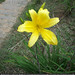 Lisa Longo Photo 16