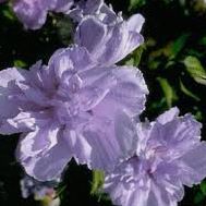 Sharon Bohannon Photo 17