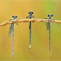 Katharine Mcleod Photo 9