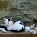 Alice Richards Photo 16