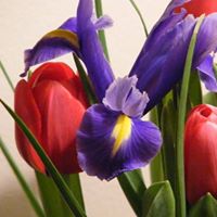 Linda Rourke Photo 9