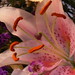Diane Freeze Photo 5