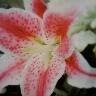 Melissa Newcomb Photo 17