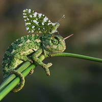 Catherine Chevalier Photo 12