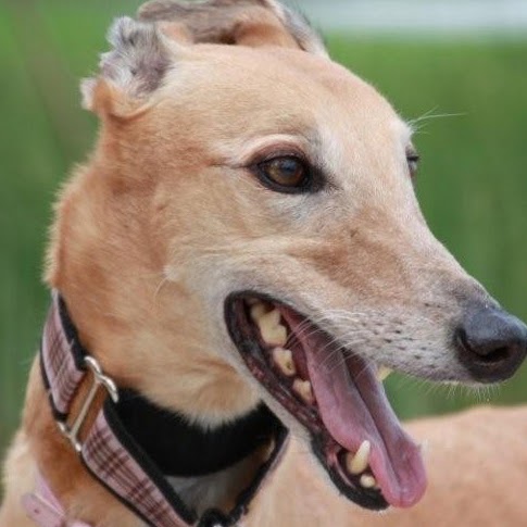 Carla Wilson Photo 29 Carla Wilson Photo 29