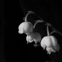 Carrie Herman Photo 21