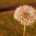 Sue Blum Photo 16