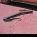 Philip Rhoades Photo 6
