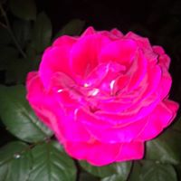 Doris Zughoul Photo 2