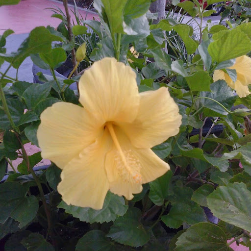 Debbie Jolly Photo 15