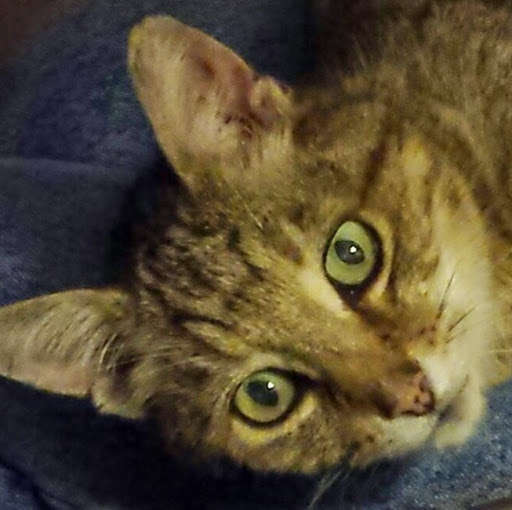 Linda Morris Photo 33