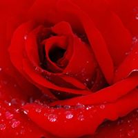 Harry Simon Photo 24 Harry Simon Photo 24