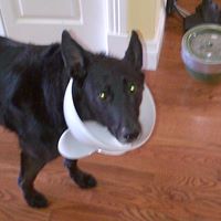 Randy Crowe Photo 11