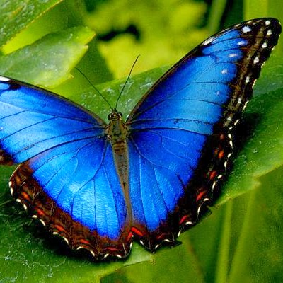 Michele Lewis Photo 18