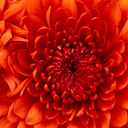 Annette Colon Photo 12