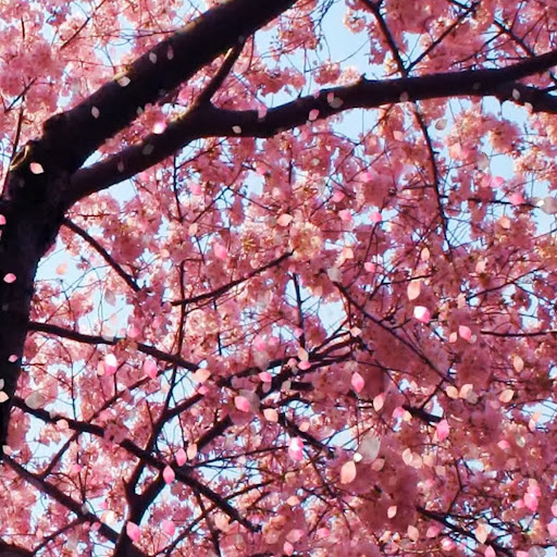 Kelly Crossland Photo 10