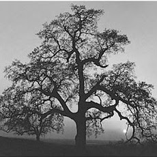 Carrie Moore Photo 20