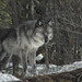 Sean Wiley Photo 26