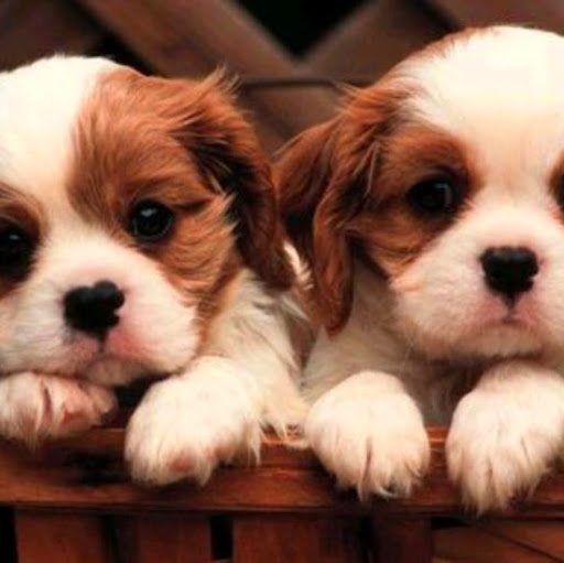 Diana Castle Photo 18