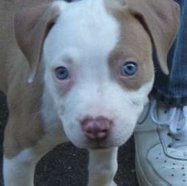 Tony Sanford Photo 12