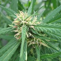 Nathan Mccarthy Photo 25