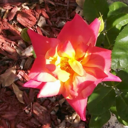 Gary Herman Photo 27