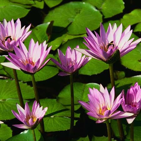 Roberta Mcmillan Photo 8