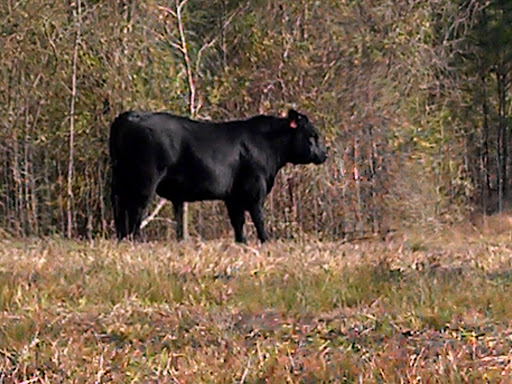 Allen Morris Photo 21