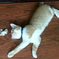 Susan Mcclellan Photo 40