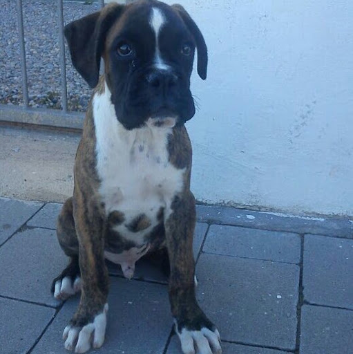 David Barcelona Photo 10