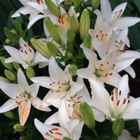 Cheryl Kraus Photo 26