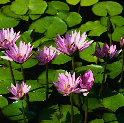 Randa Johnson Photo 10