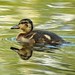 Donald Wise Photo 24